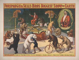 Forepaugh-Sells Enormous Shows United: Spessardy's Acrobatic Bears