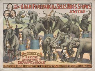 Forepaugh-Sells Enormous Shows United: Kassell's Elephants and Collies