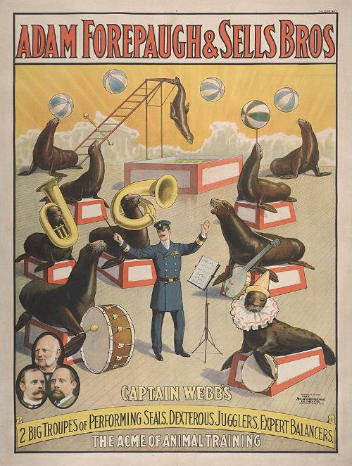 Forepaugh-Sells Enormous Shows United: Captain Webb's 2 Troupes of Performing Seals