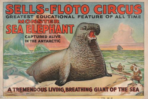 Sells Floto: Monster Sea Elephant