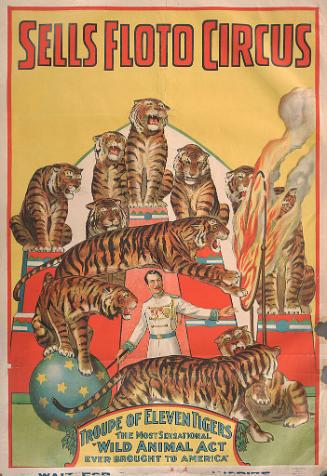 Sells Floto: Troupe of 11 Tigers