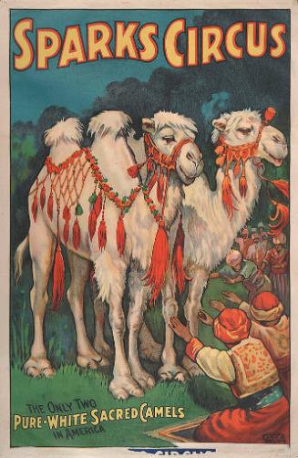 Sparks Circus: Two Pure White Sacred Camels