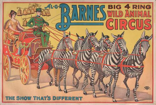 Al. G. Barnes Big 4 Ring Wild Animal Circus: Zebras Pull Parade Buggy