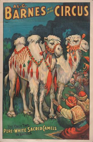 Al. G. Barnes Circus: Pure White Sacred Camels