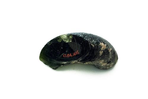 Ancient Glass Fragment