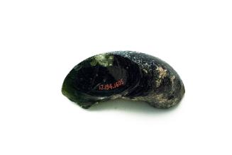 Ancient Glass Fragment