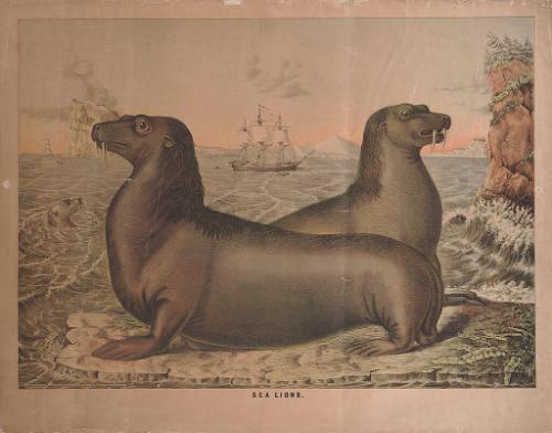Unknown: Sea Lions