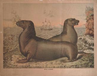 Unknown: Sea Lions