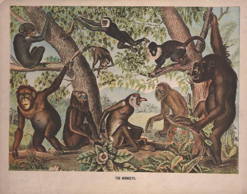 Unknown: The Monkeys