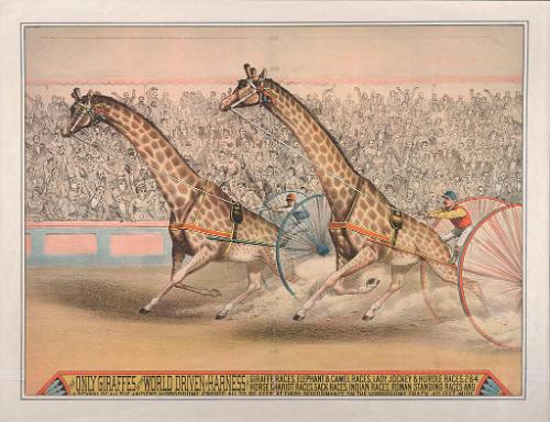Unknown: The Only Giraffes Driven In Harness