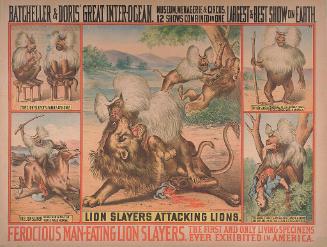 Batcheller and Doris: Lion Slayers Attacking Lions