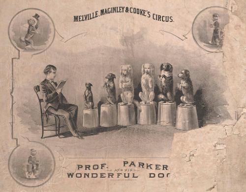 Melville, Maginley & Cooke's: Professor Parker and His Wonderful Dogs