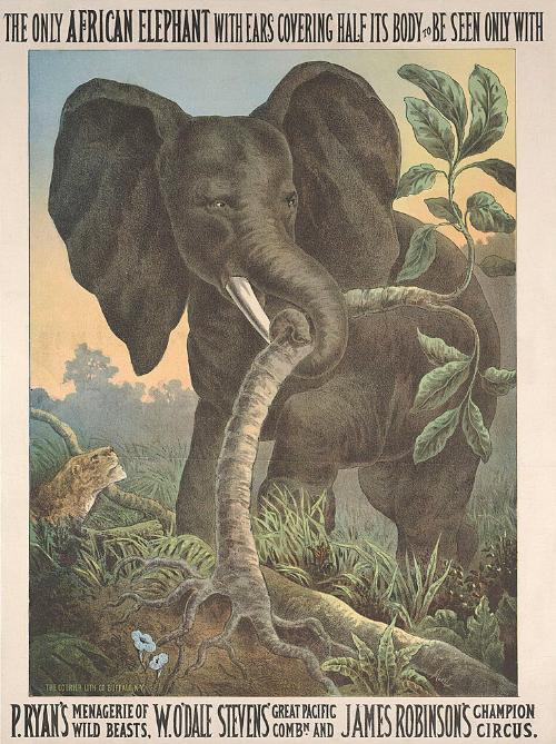 P. Ryan's, W. O'Dale Steven's and James Robinson's Circus: Only African Elephant