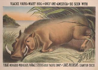 P. Ryan's, W. O'Dale Steven's and James Robinson's Circus: Vlacke Vark Or Wart Hog