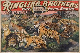 Ringling Brothers: Wild Cats