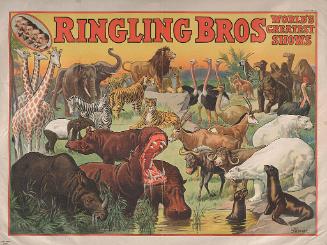 Ringling Brothers: Animals At Waterhole