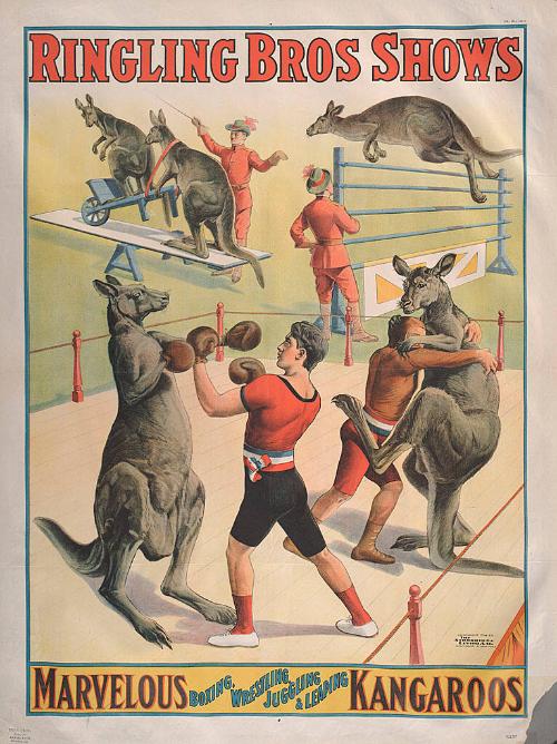 Ringling Brothers: Kangaroos