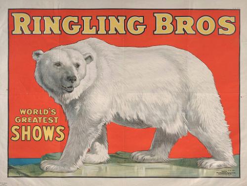 Ringling Brothers: Polar Bear