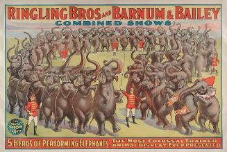 Ringling Bros. and Barnum & Bailey: 5 Herds of Performing Elephants