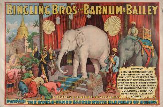 Ringling Bros. and Barnum & Bailey: Pawah The World Famed White Elephant of Burma