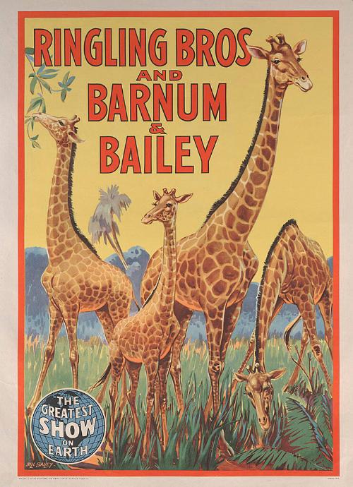 Ringling Bros. and Barnum & Bailey: Giraffes