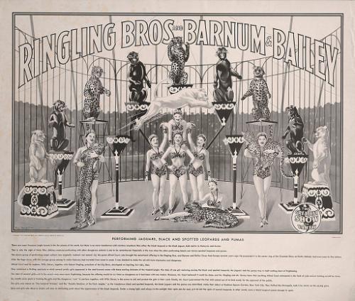 Ringling Bros. and Barnum & Bailey: Performing Jaguars, Black and Spotted Leopards and Pumas Educational Key