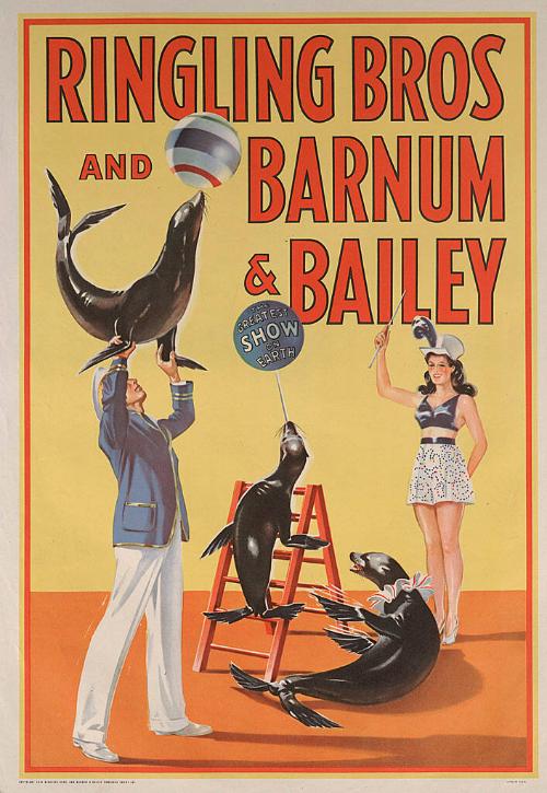 Ringling Bros. and Barnum & Bailey: Sea Lions
