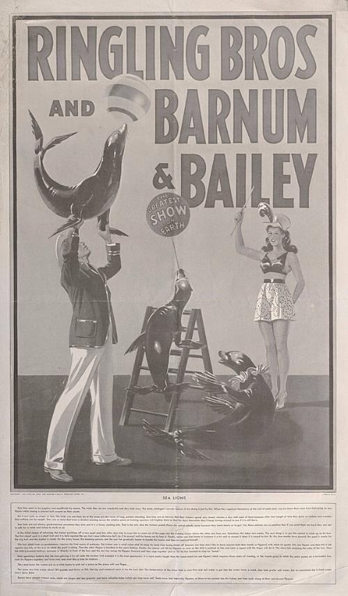 Ringling Bros. and Barnum & Bailey: Sea Lions Educational Key