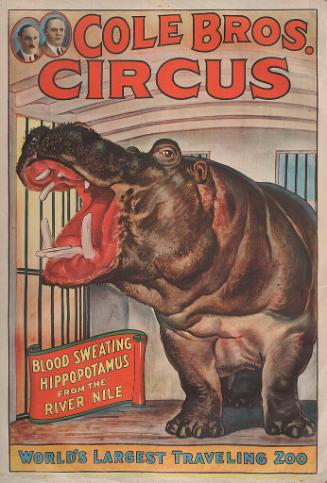 Cole Bros.: Blood Sweating Hippopotamus from the River Nile