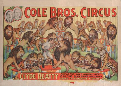 Cole Bros.: Clyde Beatty, Lions and Siberian Tigers