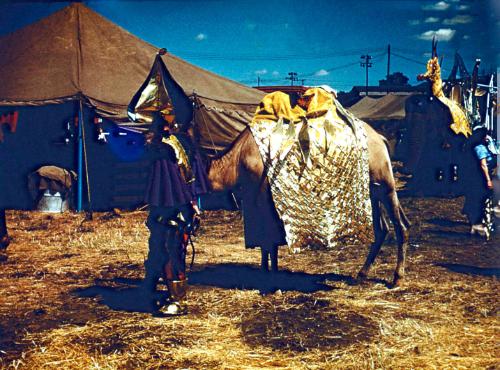 Draped Camel and Elephant wearing Seahorse Costume