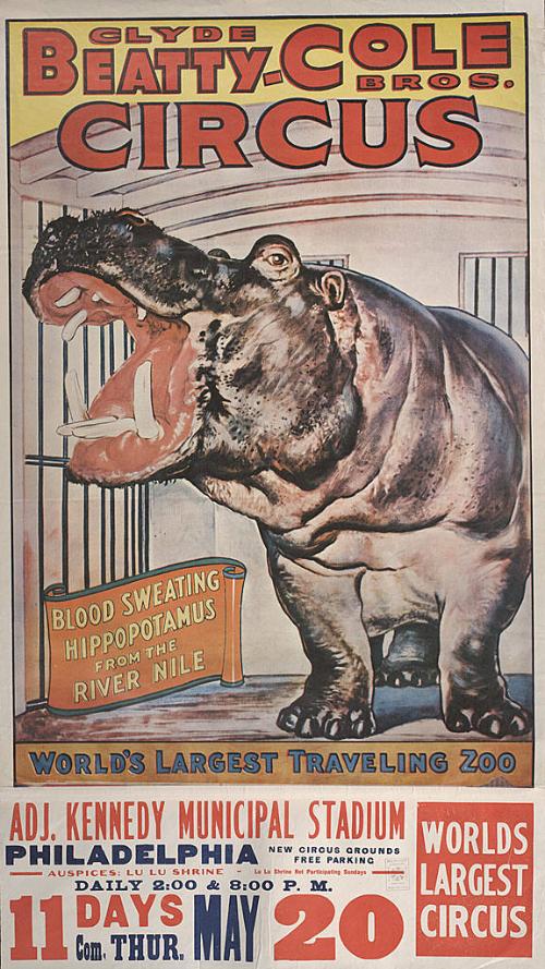 Beatty-Cole: Blood Sweating Hippopotamus from the River Nile