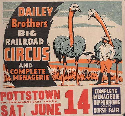 Dailey Bros.: Ostriches