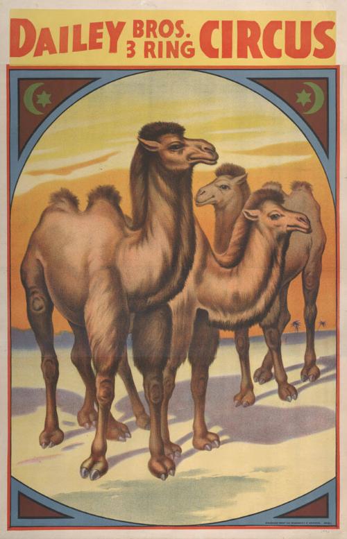 Dailey Bros.: Three Standing Camels