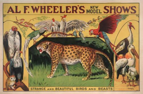 Alf F. Wheeler: Strange and Beautiful Birds and Beasts