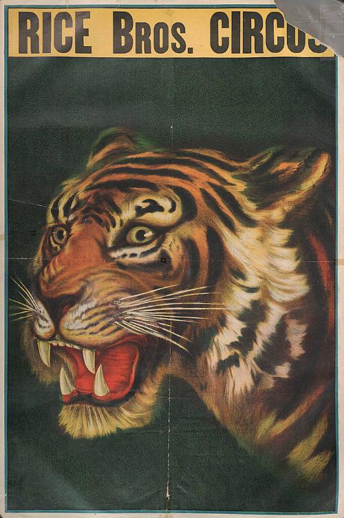 Rice Brothers: Tiger