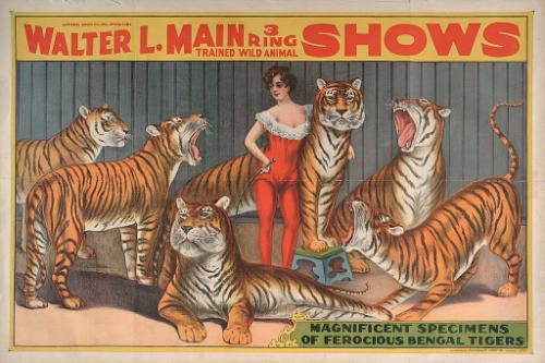 Walter L. Main: Bengal Tigers