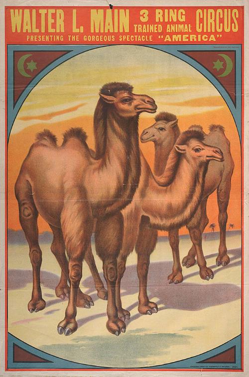 Walter L. Main: Camels