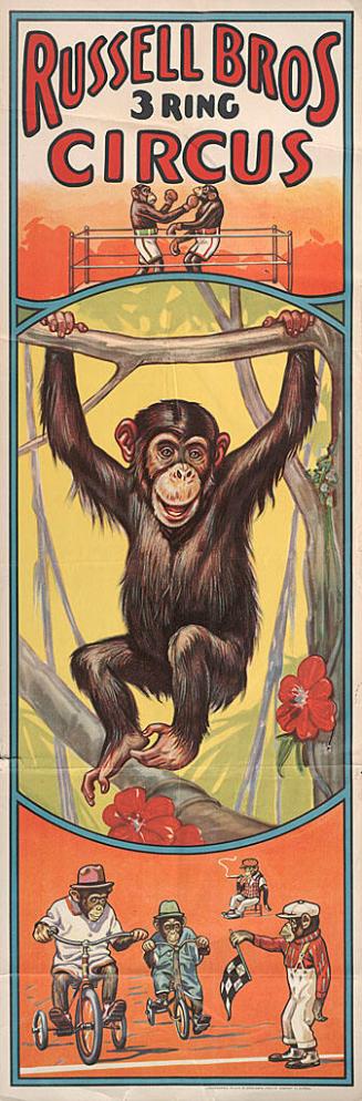Russell Bros.: Chimpanzees