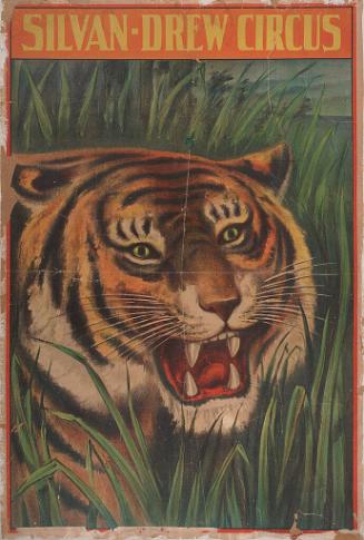 Silvan-Drew: Tiger