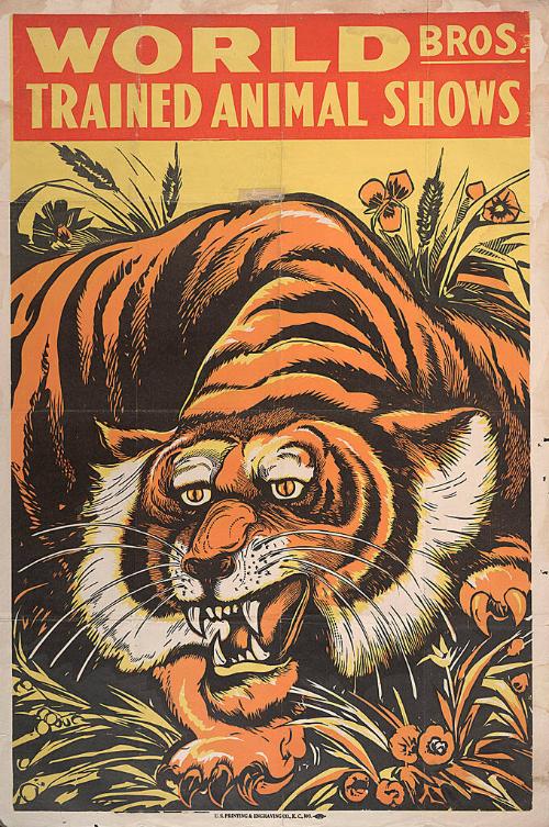World Bros. Trained Animal Shows: Tiger