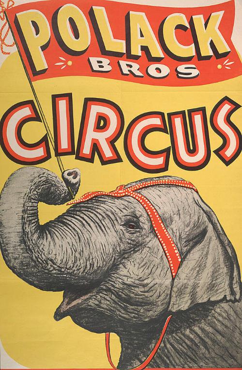 Polack Brothers: Elephant