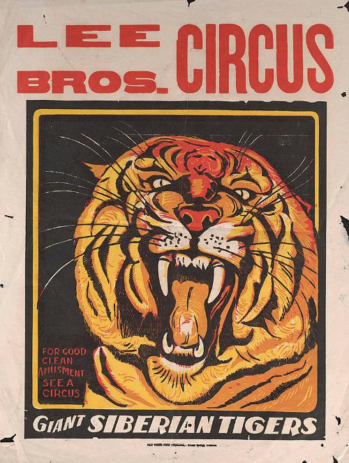 Lee Brothers: Giant Siberian Tiger