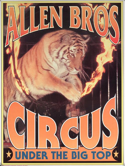 Allen Bros. Circus: Tiger through a Hoop of Fire