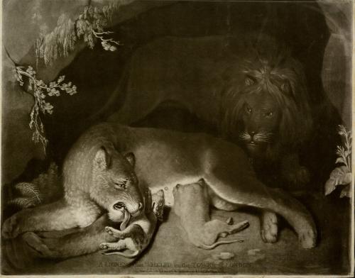 A Lioness that Whelp'd in the Tower of London