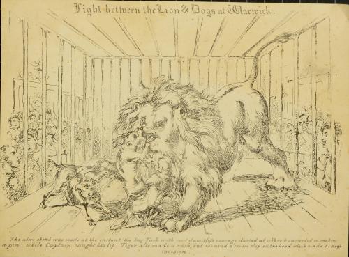 Fight between the Lion and Dogs at Warwick