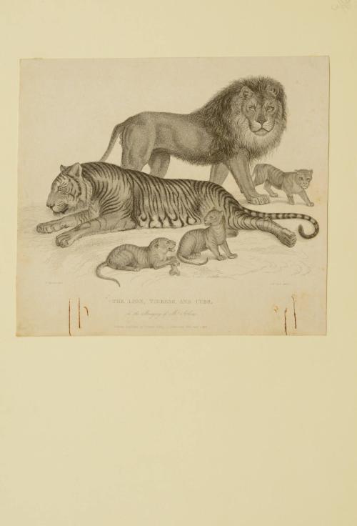 The Lion, Tigress and Cubs in the Menagery of Mr. Atkins