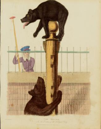 The Bears in the Gardens of the Zoological Society