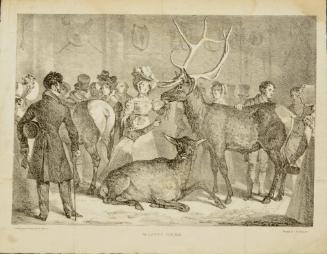 Wapiti Deer
