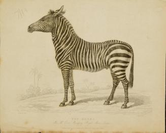 The Zebra in Mr. Cross' Menagery, Royal Mens, London